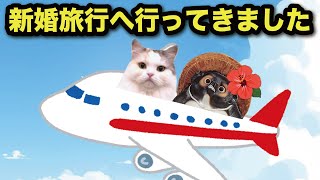 新婚旅行へ行ってきました！【猫アニメ】【コント】 [upl. by Helli]