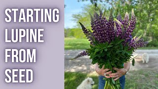 How To Start LUPINE From SEED  PepperHarrowFarmcom [upl. by Gonnella843]