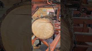 12 foot White Pine were making 1x8x12ft boards to kiln dry then TampG sawmill diy kiln [upl. by Philoo814]