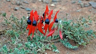 Australia  flora [upl. by Ernald635]