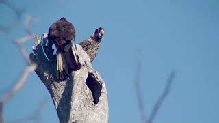 Birds of SW Western Australia [upl. by Blank545]