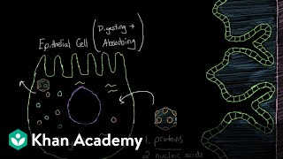 What is viral gastroenteritis  Gastrointestinal system diseases  NCLEXRN  Khan Academy [upl. by Anitsuj650]