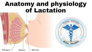 Anatomy amp Physiology of Lactation  Nursing Lecture [upl. by Kciv]