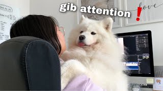 Things You Give Up When You Get A Samoyed [upl. by Siram309]