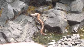 Big Island Hawaii  Eel hunting a crab [upl. by Legnalos]