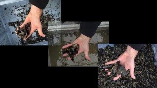 Crible à brosse rotative pour les moules ROTATING BRUSH GRADER FOR MUSSELS [upl. by Base702]