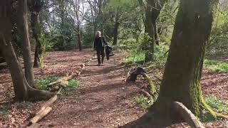 Wildlife Habitat Creation and Bluebell Protection at Bower Heath in Wheathampstead area WOSV [upl. by Hesper]