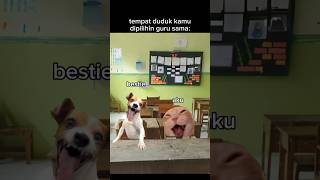 Pernah gak meme memekucing kucinglucu kucing shorts catlover [upl. by Hazard]