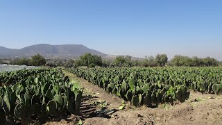 ¿Cómo SEMBRAR y ENRAIZAR NOPAL [upl. by Moberg]