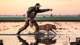 40 Bird Muddy Duck Hunt with My Dog Fred [upl. by Yliah]