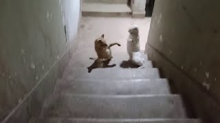 Dad Cat revenge of his small Cat fighting with Leopard Cat [upl. by Noed]