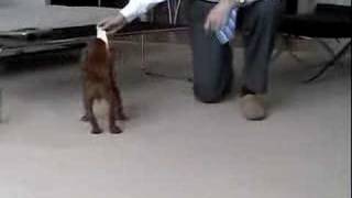 Chronic Episodic Falling in Cavalier King Charles Spaniel [upl. by Sile]