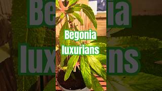 Tropical Plant Arrival  Begonia luxurians plant non hardy tropical garden plants shorts garden [upl. by Ofelia416]