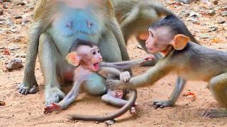 Good Mom Mother monkey gave her Child warm and very loving child [upl. by Leuneb]