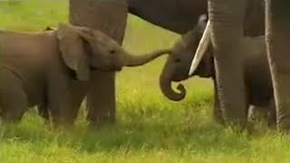 Cute Baby Elephants Fighting  David Attenborough  BBC Studios [upl. by Yadsendew]