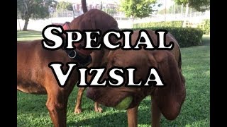 Whats so Special about Vizsla [upl. by Nauhs]