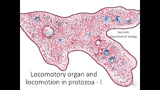 7 Locomotory organelles and Locomotion in protozoa PartI [upl. by Martinelli]