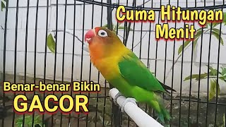 Suara Burung Labet Gacor fighter Cepat bikin Lovebird sekitar terpancing emosi Bunyi ngekek panjang [upl. by Atteuqram]