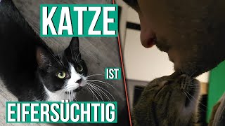 Katze ist eifersüchtig hilfe [upl. by Rialcnis]