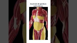 🚨 O PERIGO DE ACÚMULO DE GORDURA SUBCUTÂNEA dieta academia receitas [upl. by Scandura]