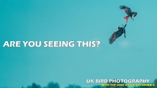 Is Ouse Fen a hidden gem hosting Marsh Harriers Red Kites and so much more  UK Bird Photography [upl. by Cottrell]