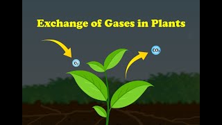 Exchange of Gases in Plants [upl. by Ahsilet]