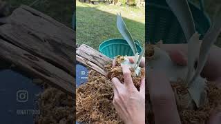 mounting staghorn fern platycerium staghornfern gardening gardentips [upl. by Tenn802]