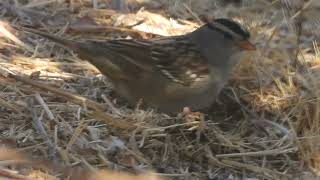 Whitecrowned sparrow feeding California 92563 [upl. by Iblehs]