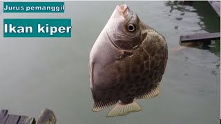 RAHASIA MANCING IKAN KIPER DAPAT BANYAK [upl. by Faun250]