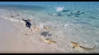 SHARKS ATTACK FEEDING FRENZY IN THE MALDIVES [upl. by Hun884]