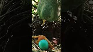 Incredible Cuckoo Nesting Behaviorquot cuckoo nature behavior shortsvideo [upl. by Reltuc]