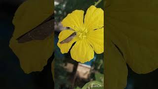 nature  mutualism Symbioticrelationship between flower and butterflybee [upl. by Dynah]