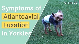 Symptoms of Atlantoaxial Instability in Yorkies  VLOG 27 [upl. by Mairim286]