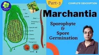 Marchantia Sporophyte and Germination of Spore  BSc 1st  MSc 1  NEET [upl. by Sirod493]