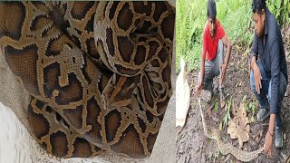 Burmese python realise in forest tsk snake saver [upl. by Erreit]