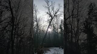 Timber slow fall viralshort subscribe like tree outdoors [upl. by Enilauqcaj244]