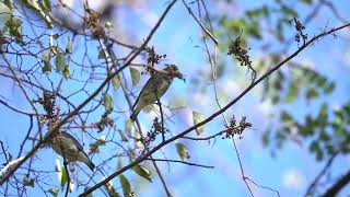 Cedar Waxwing pair [upl. by Liesa]