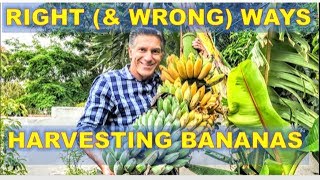 BEST amp WORST Way To Harvest Bananas  FIVE 5 Banana Care Tips [upl. by Essyla]