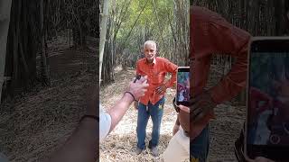 Jabalpur Bamboo plantation of Dendrocalamus strictus [upl. by Ymmij]