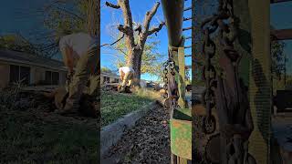 Tree Removal quotHeavy Oakquot PART 1 construction diy [upl. by Ilan682]