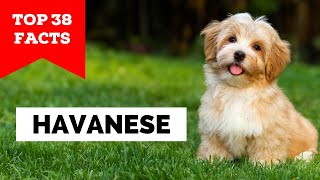 99 of Havanese Owners Dont Know This [upl. by Anoved]