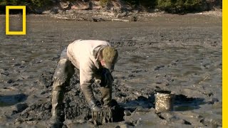 Pulling a Paycheck From the Mud  National Geographic [upl. by Glinys696]