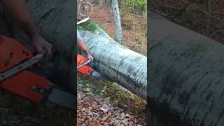 shorts giant super tree cut down [upl. by Takeo]