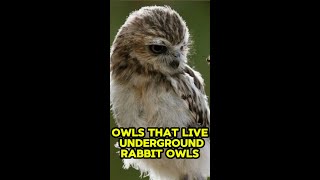 Owls That Live Underground  Rabbit Owls shorts [upl. by Veradia]