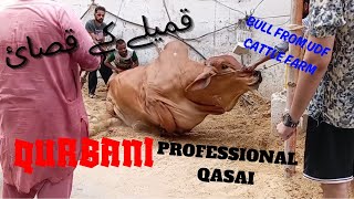 Big Bull Qurbani From UDF Cattle Farm Professional Qasai Bakra Eid Day 1 The Lohmann Family [upl. by Solraced]