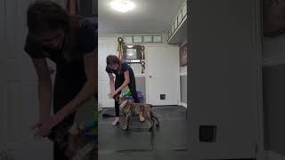 Presa Canario Puppy show stack training [upl. by Bernadette]