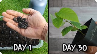 FASTEST Way to Germinate Cherimoya at Home Amazing Method  Tonis Organic Vegetable Garden [upl. by Nahtanaj470]