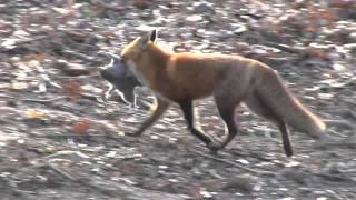 FOX CATCHES SQUIRREL [upl. by Oivlis533]