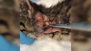 Huge Cuterebra Removal Inside Kitten Neck [upl. by Scholz]