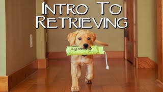 Labrador Retriever Teach Your Puppy To Fetch  Gun Dog Training [upl. by Okiron]